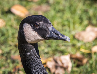 Close up image of a Canada Goose standing at attention on a sunny day. The portrait is from the neck up. The texture of the black and white feathers and beak is vivid. 