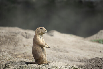 Erdmännchen