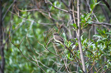 A Willow flycatcher resting on the branch.   Banff National Park,  AB Canada
