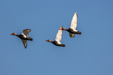 Wild duck or mallard, Anas platyrhynchos flying over a lake in Munich, Germany