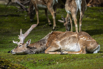 The fallow deer, Dama mesopotamica is a ruminant mammal