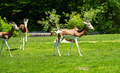 Dama gazelle, Gazella dama mhorr or mhorr gazelle is a species of gazelle