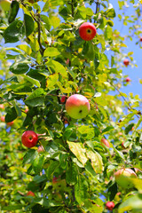 Ripe bright apples on a branch against the blue sky