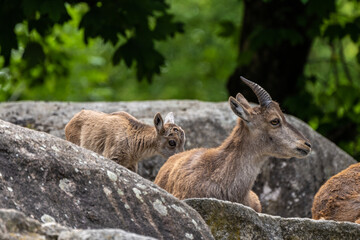 Naklejka na ściany i meble Male mountain ibex or capra ibex on a rock
