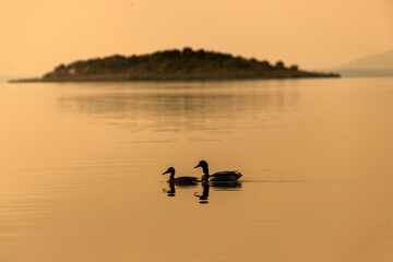 Island in the background, two ducks swimming in the lake.