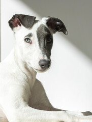 Cute pet whippet puppy posing