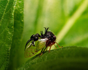 Ant-mimicking treehooper