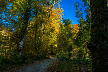 Obraz premium autumn in the park - Aignerpark im Herbst