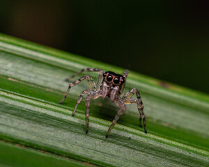 jumping spider on a leaf