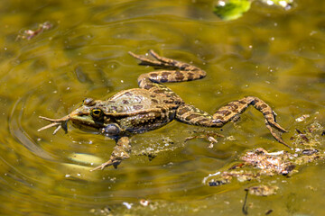 Common frog, Rana temporaria, single reptile croaking in water