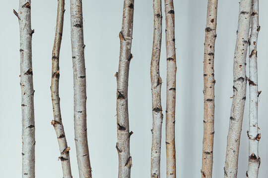 texture background of trunks of different alder and aspen trees on a white background