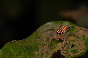 red Jumping spider on a leaf