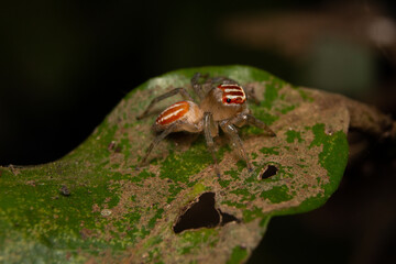 red Jumping spider on a leaf