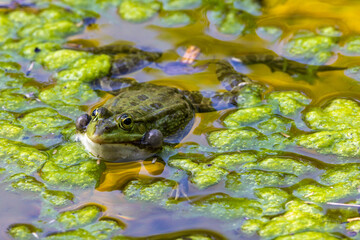Common frog, Rana temporaria, single reptile croaking in water