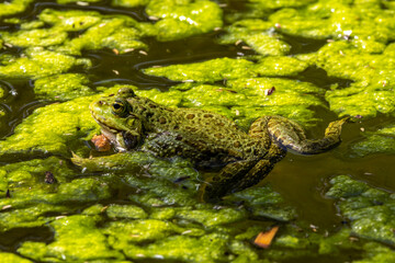 Common frog, Rana temporaria, single reptile croaking in water