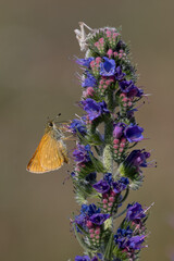 Lulworth skipper, Thymelicus acteon foraging on a flower at a meadow at Munich, Germany