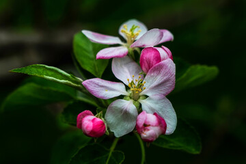 Fototapeta na wymiar Apple blossom, apple tree flowers and buds blooming in spring.