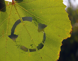 Circular system symbol on a greenleaf. Recycling, sync symbol, and sustainability sign for sharing,...