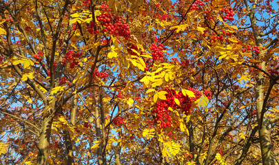 Rowan or mountain ash with bright red berries and yellow leaves