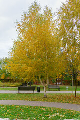 Autumn birches in a city park on a cloudy day in October