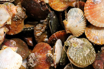 Closeup shot of mollusks one on another