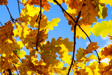 Autumn branches of oak with golden leaves in sunlight against blue sky background
