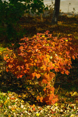 Small autumn viburnum bush in the rays of sunlight