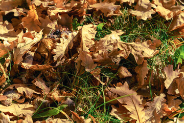 Mushrooms among autumn oak leaves in sunlight