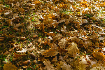 Autumn oak leaves and acorns on the ground in rays of sunlight