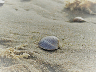 Closeup shot of a seashell on the beach wet sand in Zandvoort, Netherlands - obrazy, fototapety, plakaty