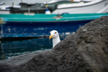 seagull on the pier