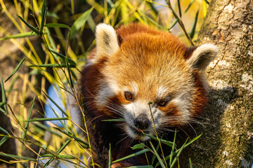 The red panda, Ailurus fulgens, also called the lesser panda.