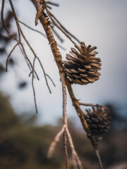 Oktober Herbst auf dem Monte Pellegrino in der Nähe von Palermo auf Sizilien in Italien