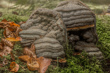 mystic fomesfomentarius with beutiful texture 