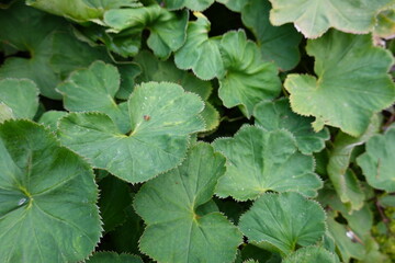 Lady's Mantle is an unusual plant native to Europe and Greenland, it grows in cool regions and it is hardy for very low temperatures..