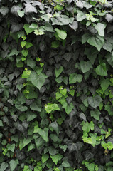 close up of green leaves