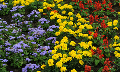 colorful flowers in the garden
