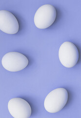 chicken eggs on violet background