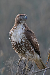 Red Tail Hawk at the Sacramento Wildlife Refuge
