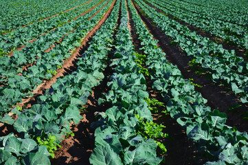 extensive planting of broccoli on fertile soil