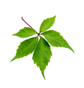 Maiden five-leaf grape (Parthenocissus quinquefolia), one leaf of the plant, isolated on white background.