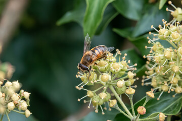 close up of a Drone fly (Eristalis tenax) feeding on common ivy (hedera helix)