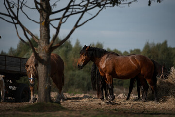 two bay horses on the farm