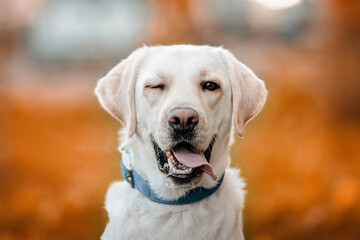 Portrait of a fawn winking labrador