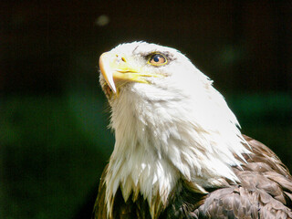 American Bald Eagle