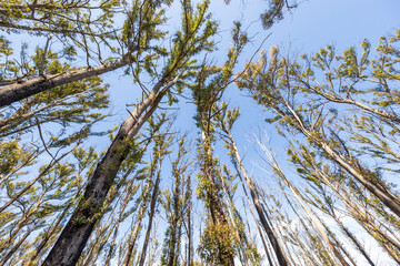 Photograph looking up to the sky through large bushfire affected trees