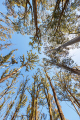 Photograph looking up to the sky through large bushfire affected trees