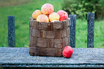 basket full of ripe apples. Autumn harvest of fruits.
