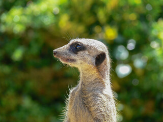 A single meerkat