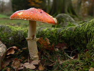A red mushroom with a white stalk